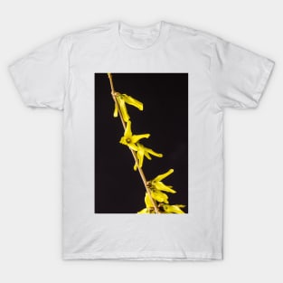 Forsythia Flowers 2 T-Shirt